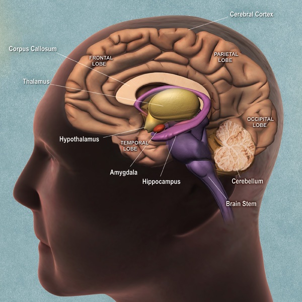 Symptoms of Frontal Lobe Disease - HealthRemedy123 | Easy Health & Remedy