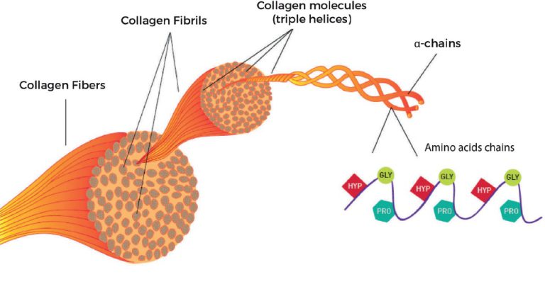 Collagen Structure - The Structure of Collagen Explained ...